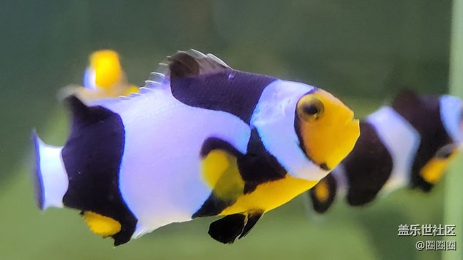 【見微知著】可愛的小精靈