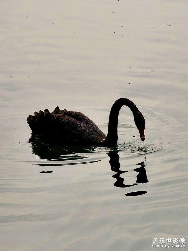 《每周星鮮事》 第110期 《每周星鮮事》 第110期