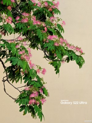 【多彩夏日】芙蓉街上合歡花