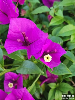 繁花似錦