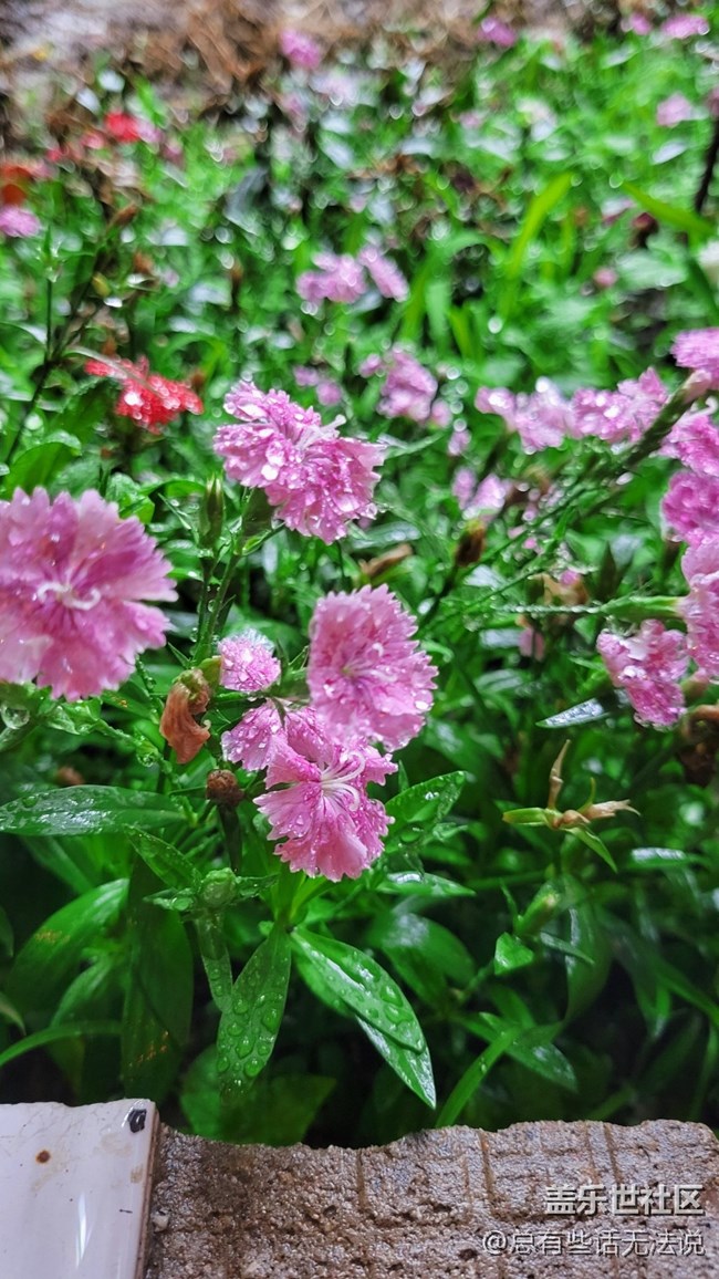 【見微知著】花花