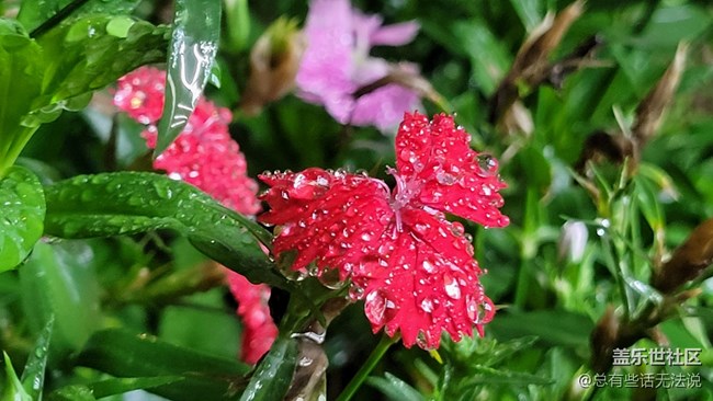 【見微知著】花花