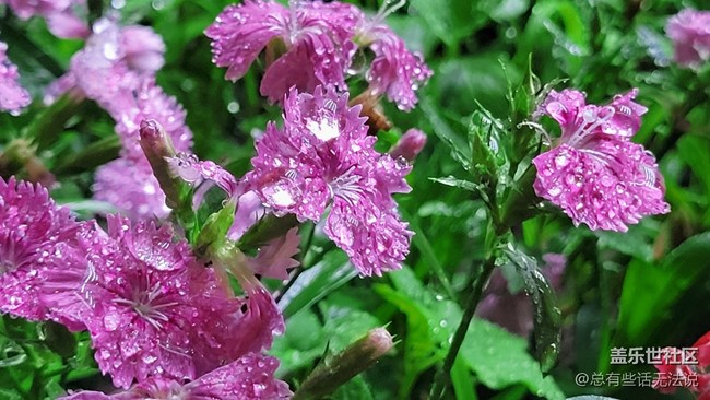 【見微知著】花花