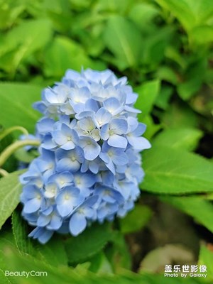 清晨的花