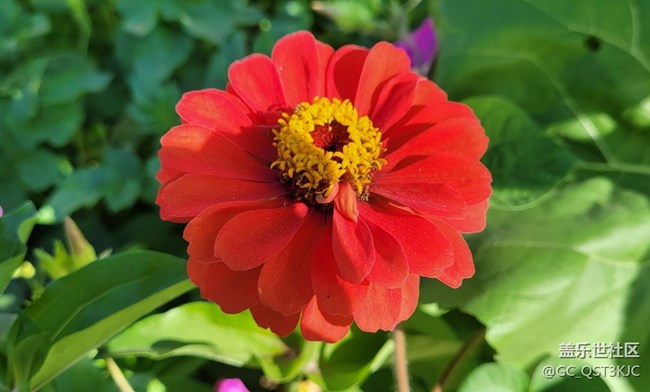 【約會盛夏】路邊花