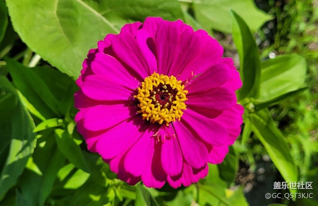 【約會盛夏】路邊花