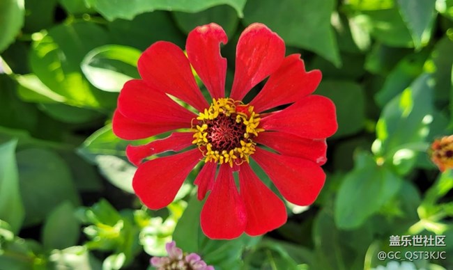 【約會盛夏】路邊花