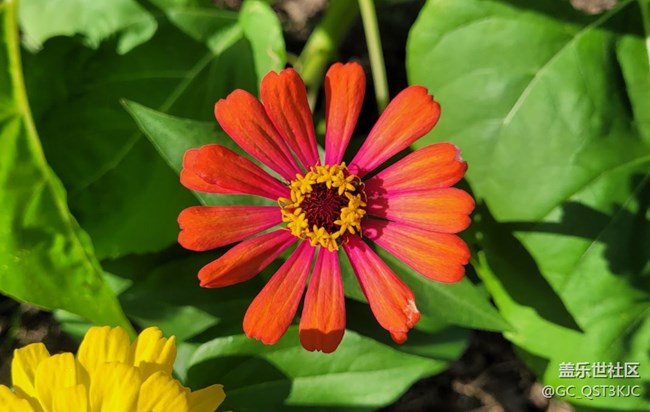 【約會盛夏】路邊花