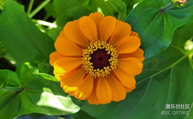 【約會盛夏】路邊花