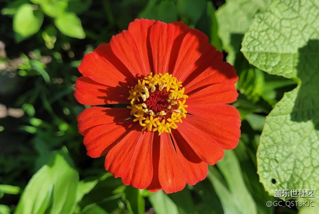 【約會盛夏】路邊花