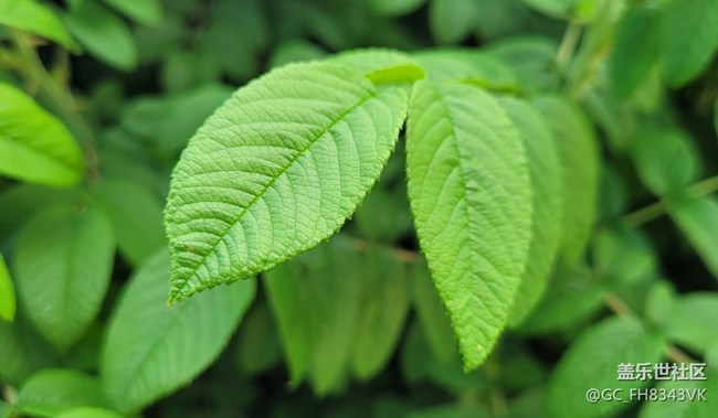 【約會盛夏】迷人的綠