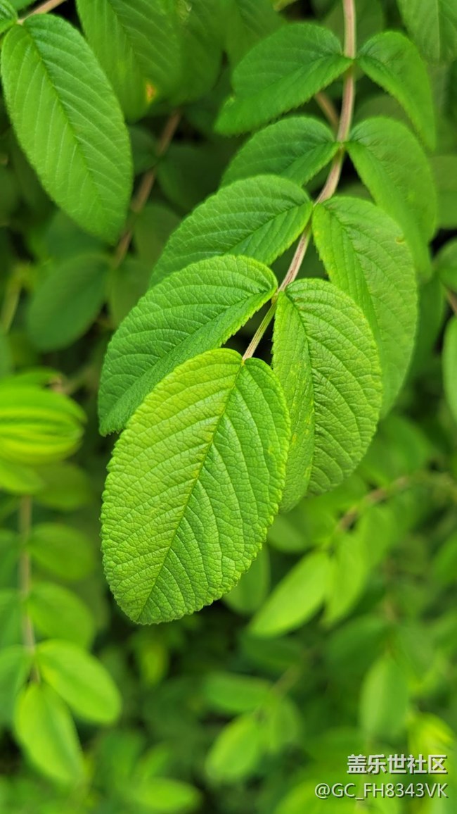 【約會盛夏】迷人的綠