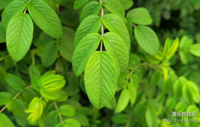 【約會盛夏】迷人的綠