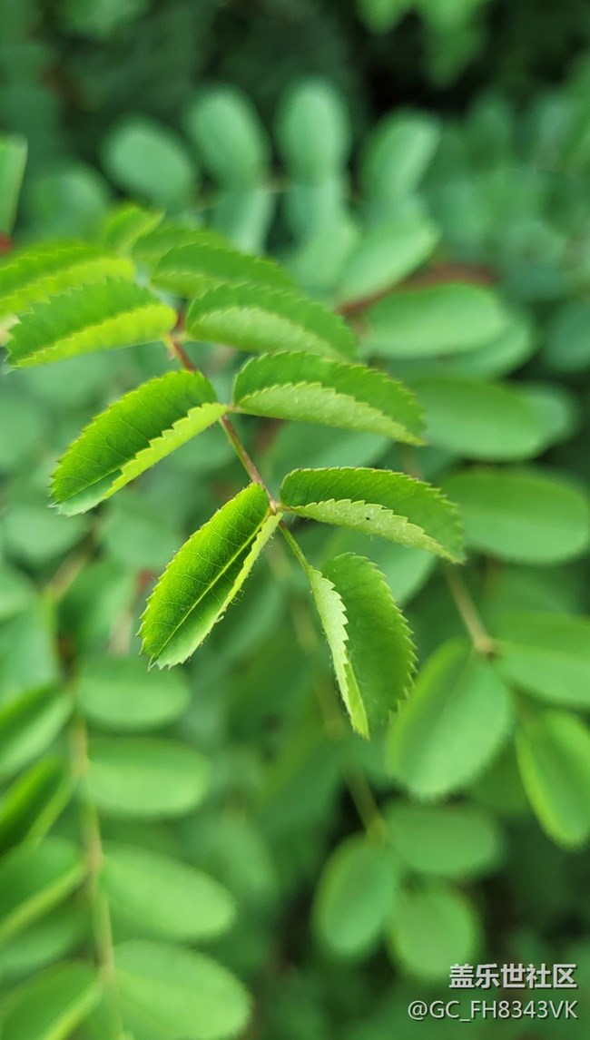【約會盛夏】迷人的綠