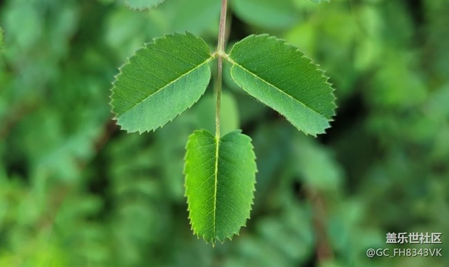 【約會盛夏】迷人的綠