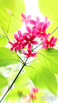 [我的夏天]——使君子