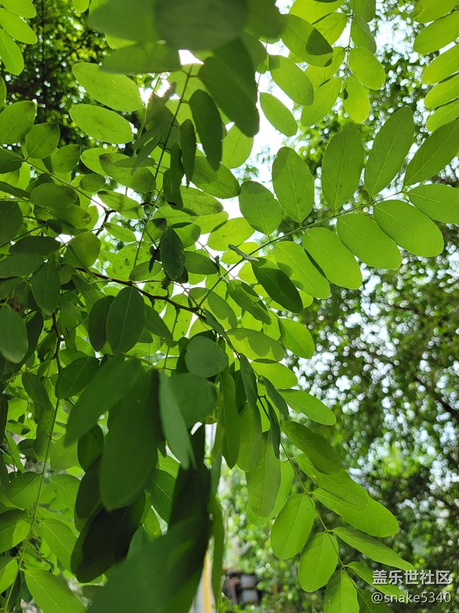 【盛夏之地】+小粉荷