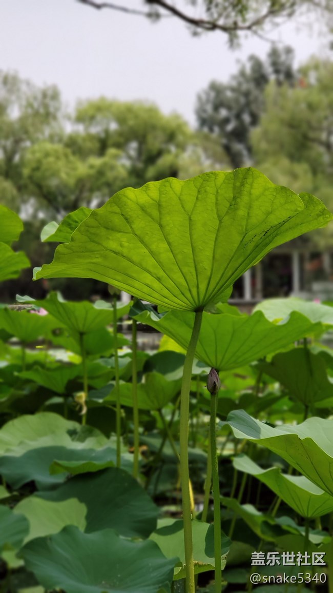 【盛夏之地】+小粉荷