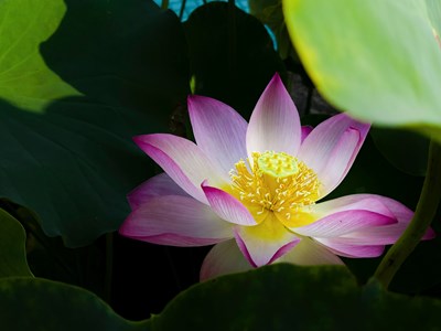 【我的夏天】荷花——出淤泥而不染