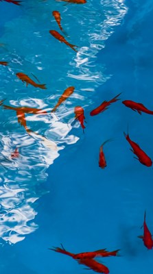 【我的夏天】色彩構(gòu)圖