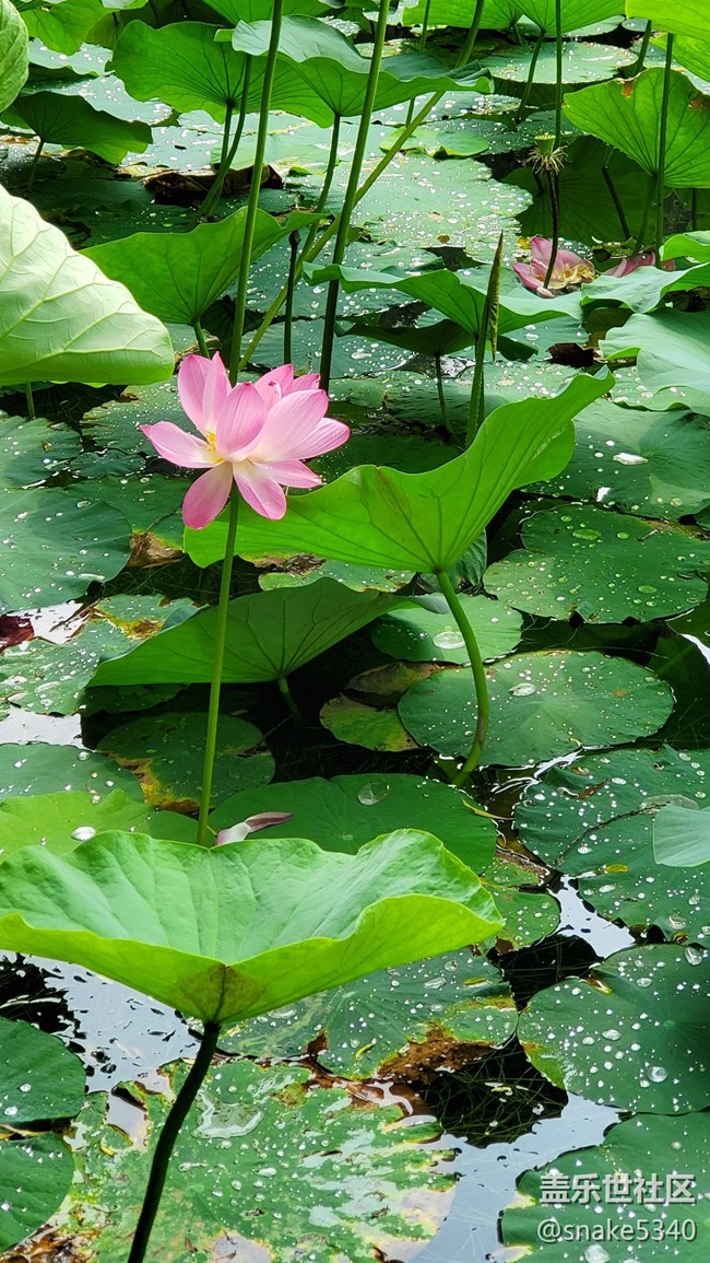 【盛夏之地】+小粉荷