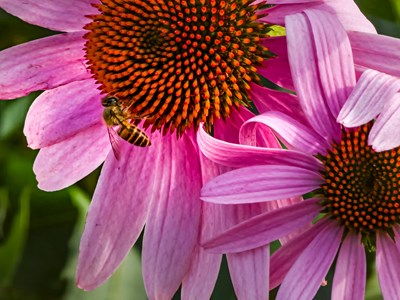 【我的夏天】勤勞的小蜜蜂