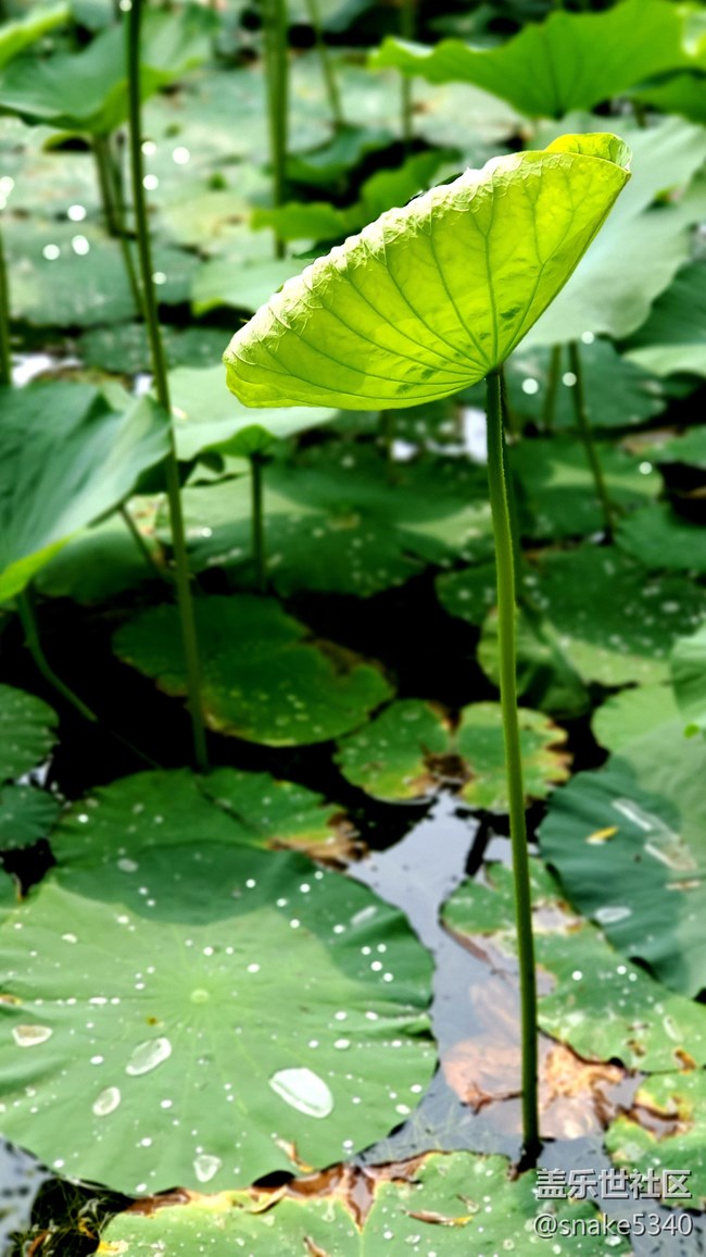 【盛夏之地】+小粉荷