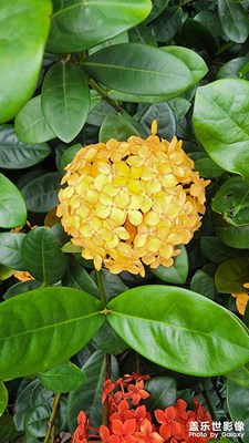 夏日花語(yǔ)