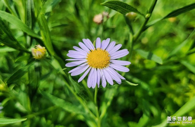 《每周星鮮事》 第111期:三星手機(jī)使用大全 贏取星鉆京東卡
