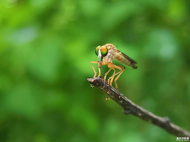 《每周星鮮事》 第111期:三星手機(jī)使用大全 贏取星鉆京東卡