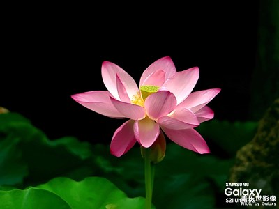 【我的夏天】+獨(dú)愛(ài)蓮