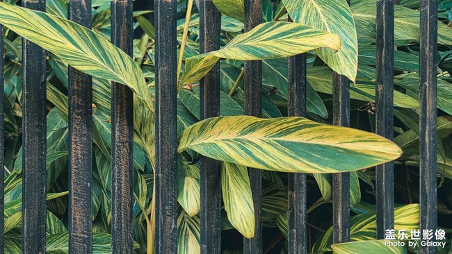 《每周星鮮事》 第111期:三星手機(jī)使用大全 贏取星鉆京東卡