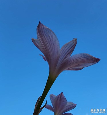 風雨蘭