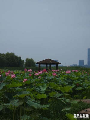 夏日荷花
