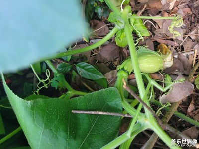 【我的夏天】種南瓜