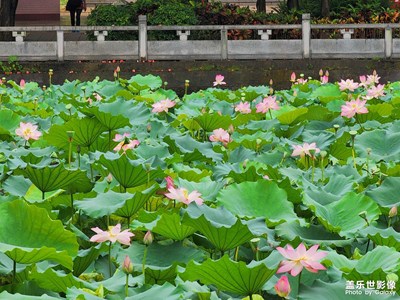 【我的夏天】10倍長焦記錄夏日荷花