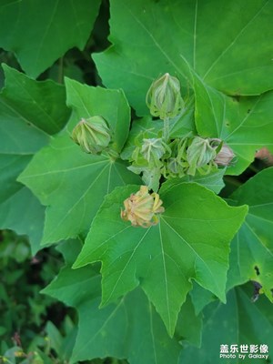 【我的夏天】小花兒