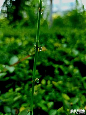 炎熱的夏天路上隨拍一組，，，