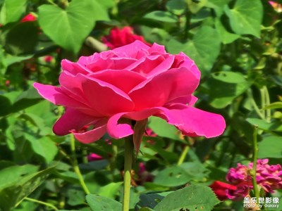 酷暑難當(dāng)，鮮花綻放