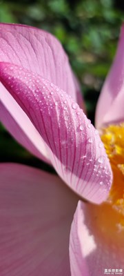 【我的夏天】晨風(fēng)曉露 故園花開