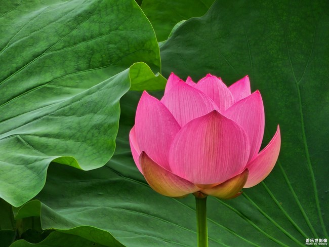 《每周星鮮事》 第112期:星粉周活動(dòng) 清涼夏日享受兌禮快樂(lè) 《每周星鮮事》 第112期:星粉周活動(dòng) 清涼夏日享受兌禮快樂(lè)