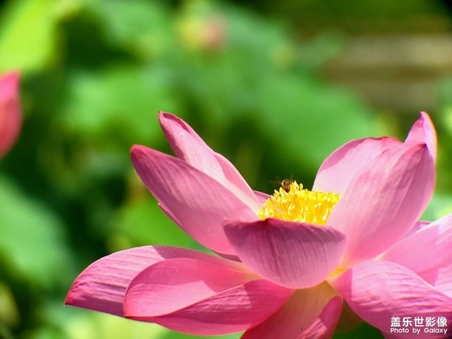 《每周星鮮事》 第112期:星粉周活動(dòng) 清涼夏日享受兌禮快樂(lè) 《每周星鮮事》 第112期:星粉周活動(dòng) 清涼夏日享受兌禮快樂(lè)