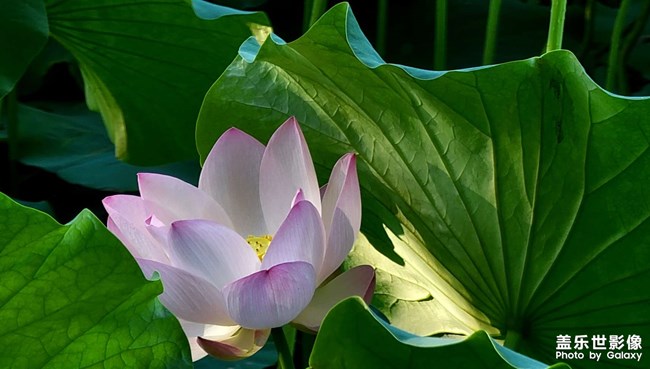 《每周星鮮事》 第112期:星粉周活動(dòng) 清涼夏日享受兌禮快樂(lè) 《每周星鮮事》 第112期:星粉周活動(dòng) 清涼夏日享受兌禮快樂(lè)