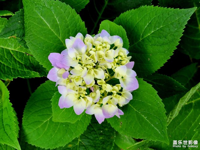 《每周星鮮事》 第112期:星粉周活動(dòng) 清涼夏日享受兌禮快樂(lè) 《每周星鮮事》 第112期:星粉周活動(dòng) 清涼夏日享受兌禮快樂(lè)