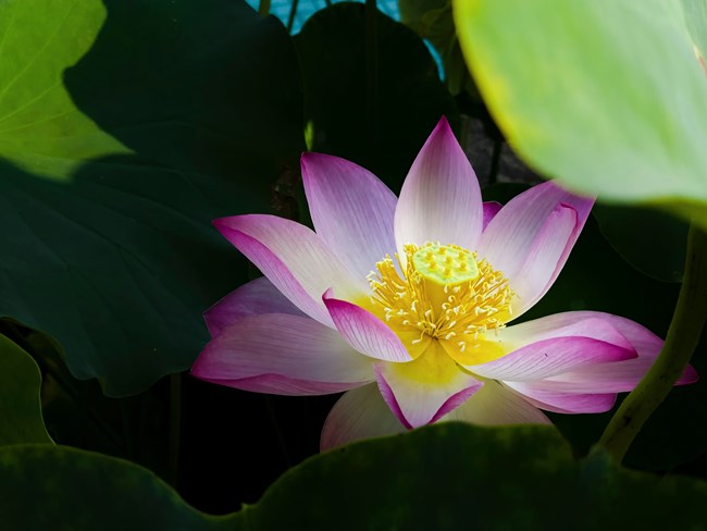 《每周星鮮事》 第112期:星粉周活動(dòng) 清涼夏日享受兌禮快樂(lè) 《每周星鮮事》 第112期:星粉周活動(dòng) 清涼夏日享受兌禮快樂(lè)