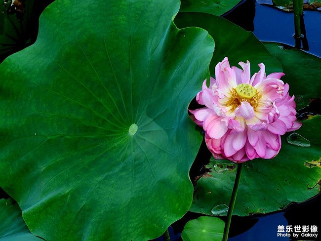 《每周星鮮事》 第112期:星粉周活動(dòng) 清涼夏日享受兌禮快樂(lè) 《每周星鮮事》 第112期:星粉周活動(dòng) 清涼夏日享受兌禮快樂(lè)