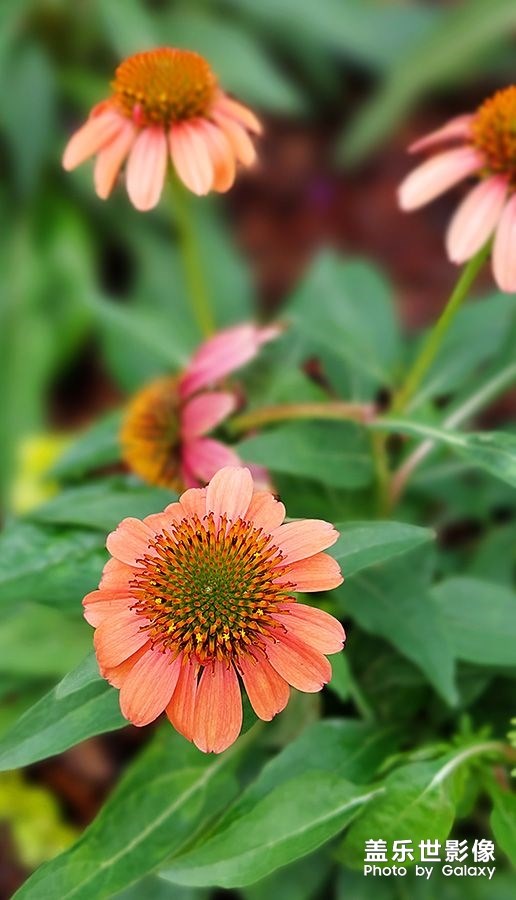 《每周星鮮事》 第112期:星粉周活動(dòng) 清涼夏日享受兌禮快樂(lè) 《每周星鮮事》 第112期:星粉周活動(dòng) 清涼夏日享受兌禮快樂(lè)