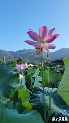 【盛夏的影像】綽約仙子迎風(fēng)立
