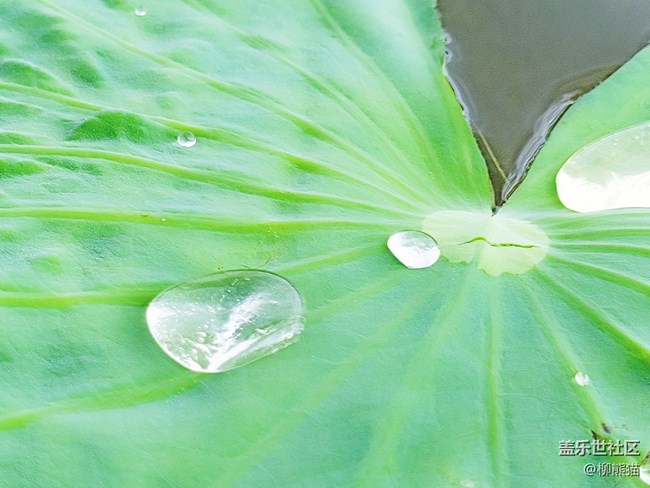 【盛夏之地】水上荷葉