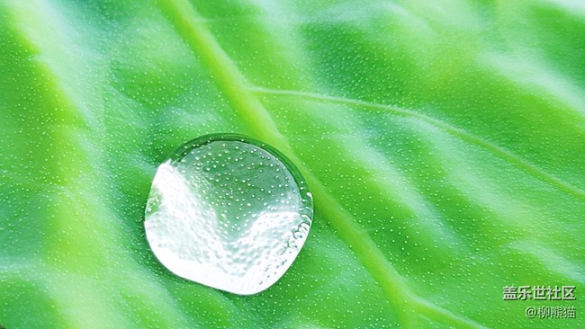 【盛夏之地】水上荷葉